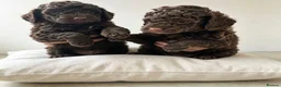 Cockapoo dogs for sale: Miniature cockapoo  - Advert 8