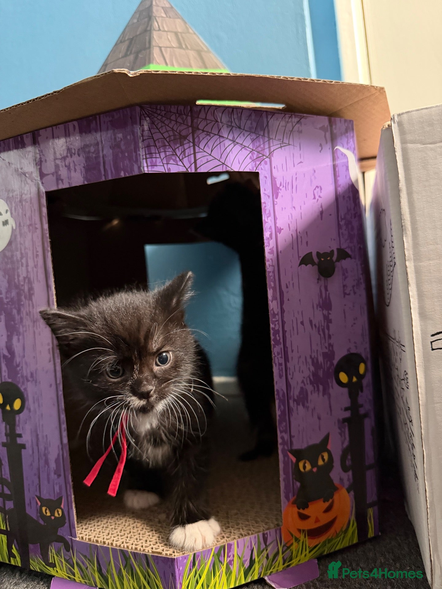 Mixed Breed cats 5 black & white kittens looking for homes 🐾🎃👻 - Advert 15