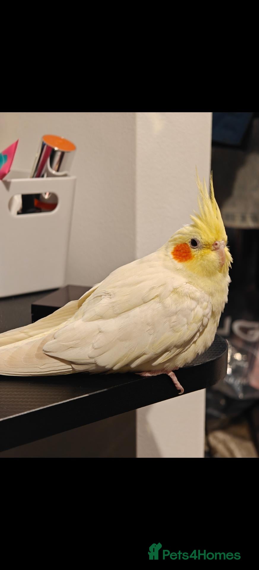 Cockatiels birds for sale: Tame Female Lutino Cockatiel + Cage & Food £30 - Advert 14