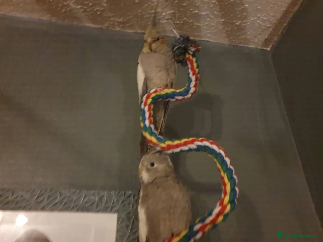 Cockatiels birds for sale: Male and Female cockatiel, both to go together!!! in Bingley - Advert 2