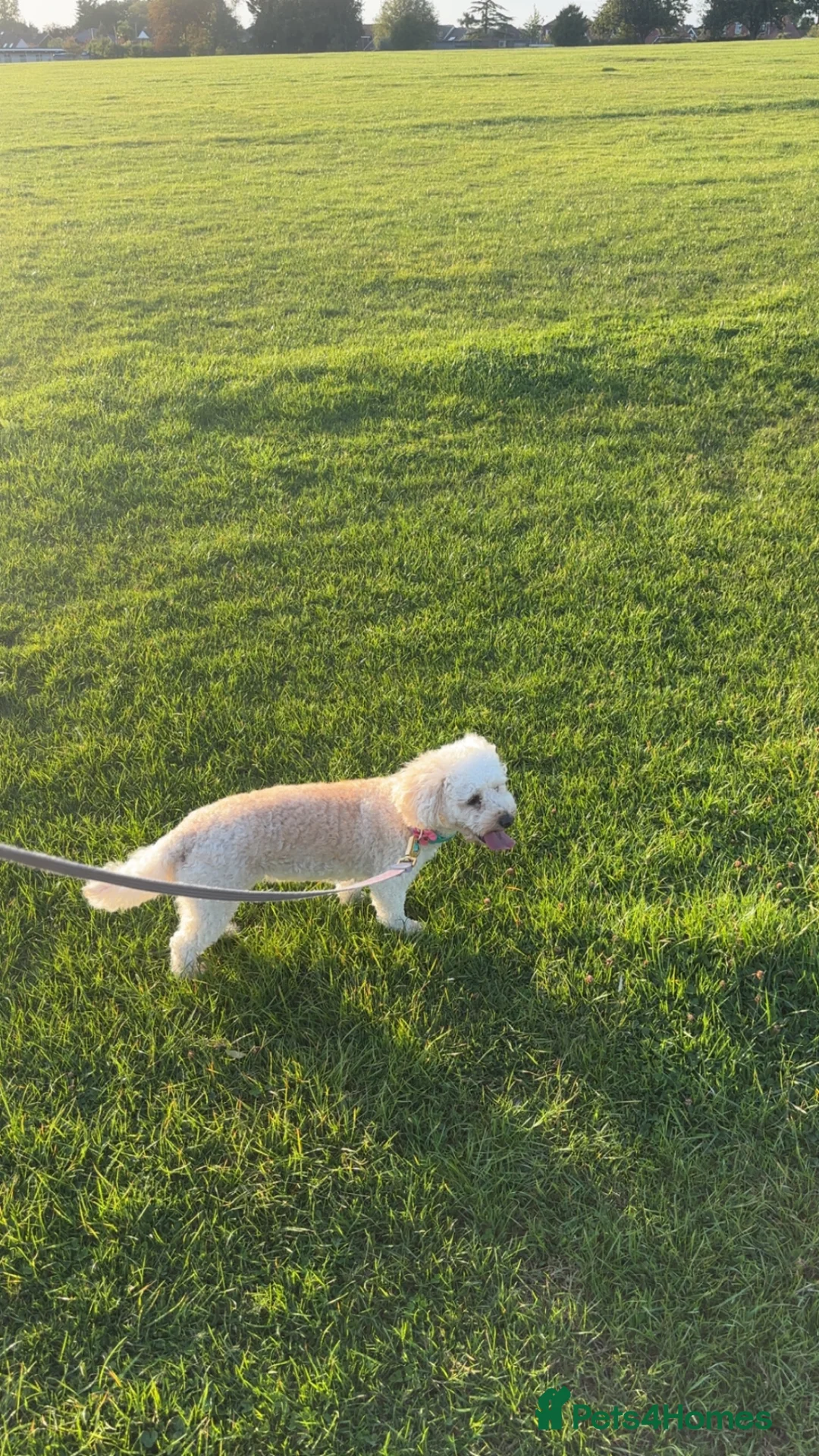 Poochon dogs for sale: F2 Poochon puppies   in Waterlooville - Advert 32