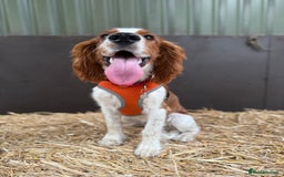 Welsh Springer Spaniel dogs for sale: Welsh springer spaniel - Image 2