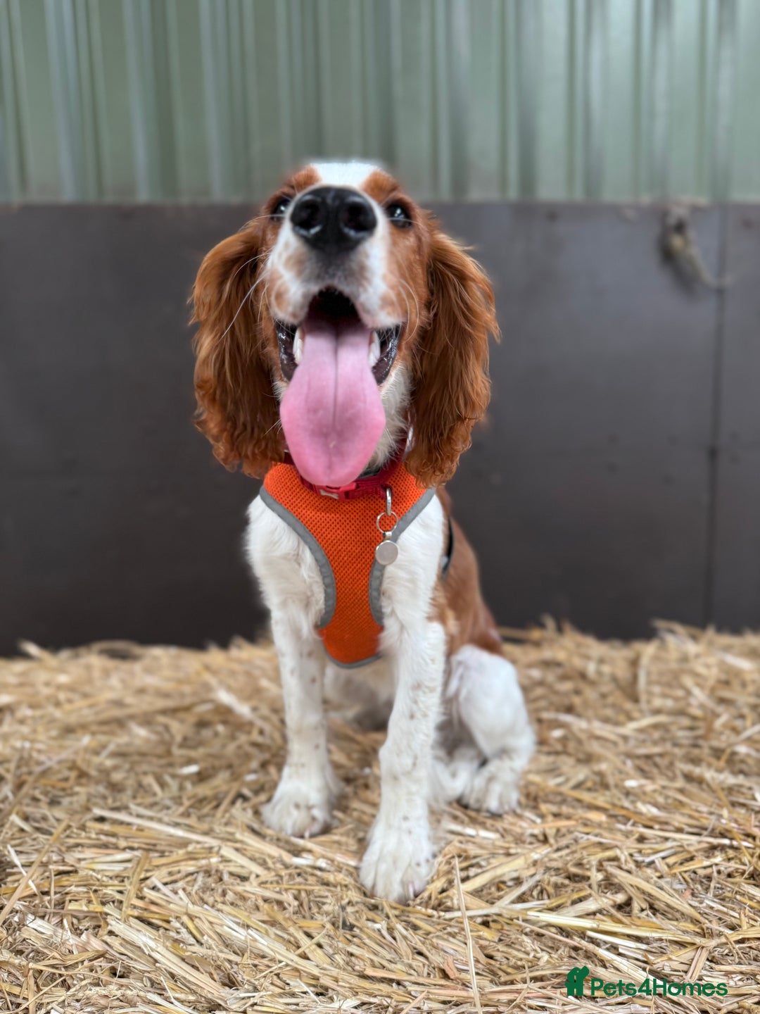 Welsh Springer Spaniel dogs for sale: Welsh springer spaniel - Image 2