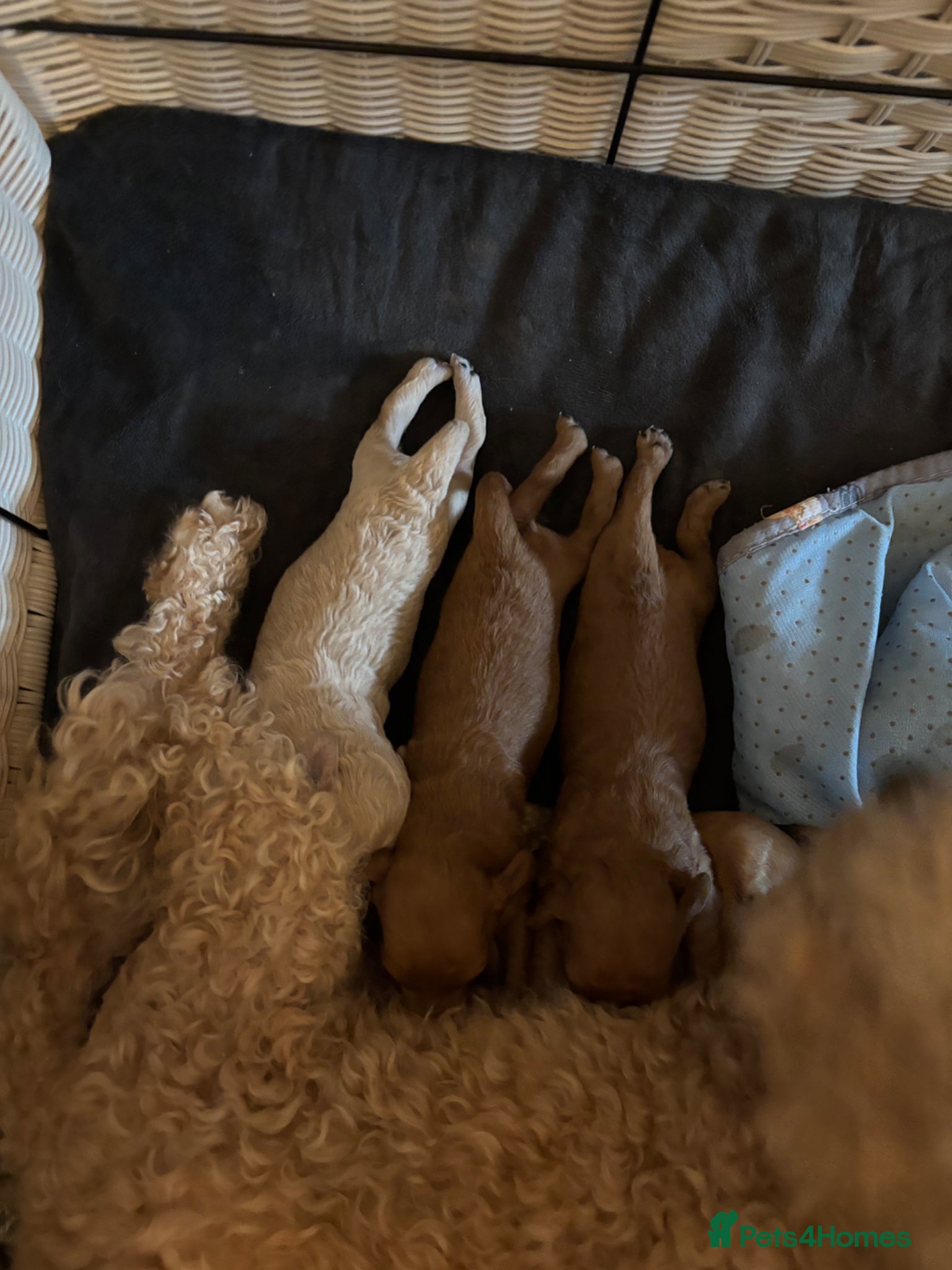 Toy Poodle dogs Toy poodle puppies 🐩 - Advert 9