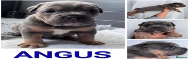 Angus