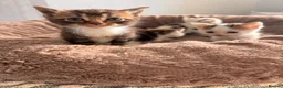 Mixed Breed cats for sale: Beautiful part Maine coon kittens  - Advert 3