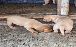 Labrador Retriever dogs for sale: Kc reg  yellow lab puppies 🐶  - Image 7
