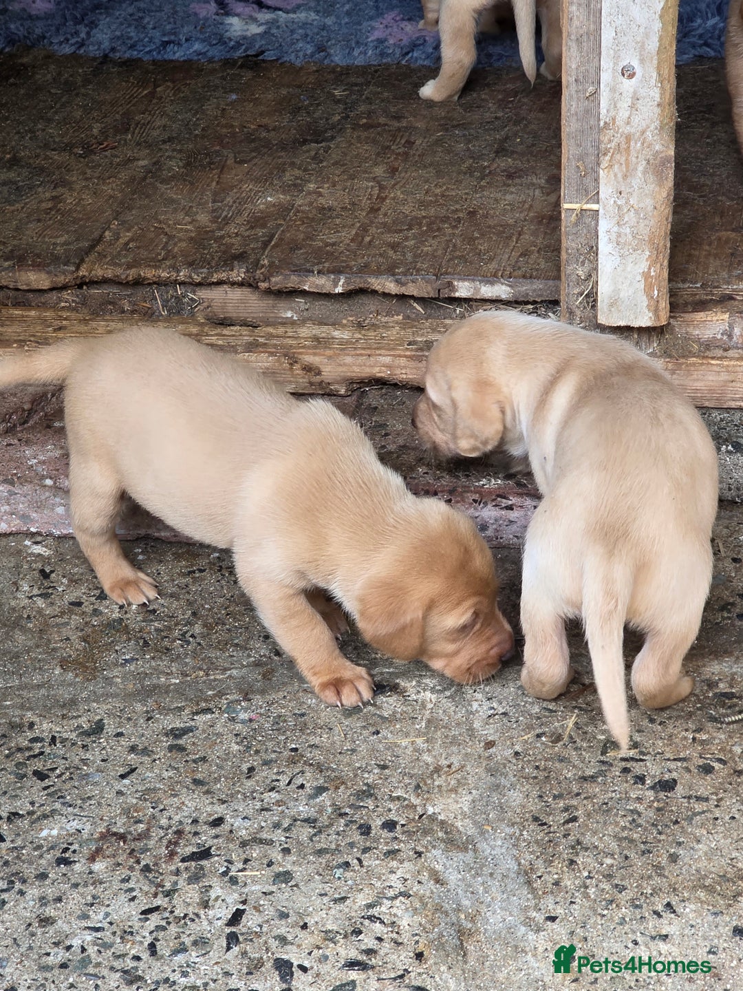 Labrador Retriever dogs for sale: Kc reg  yellow lab puppies 🐶  - Image 7