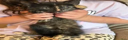 Mixed Breed cats for sale: 3 female kittens - Advert 19
