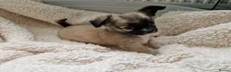Chihuahua dogs for sale: Chihuahua puppy's  - Advert 32