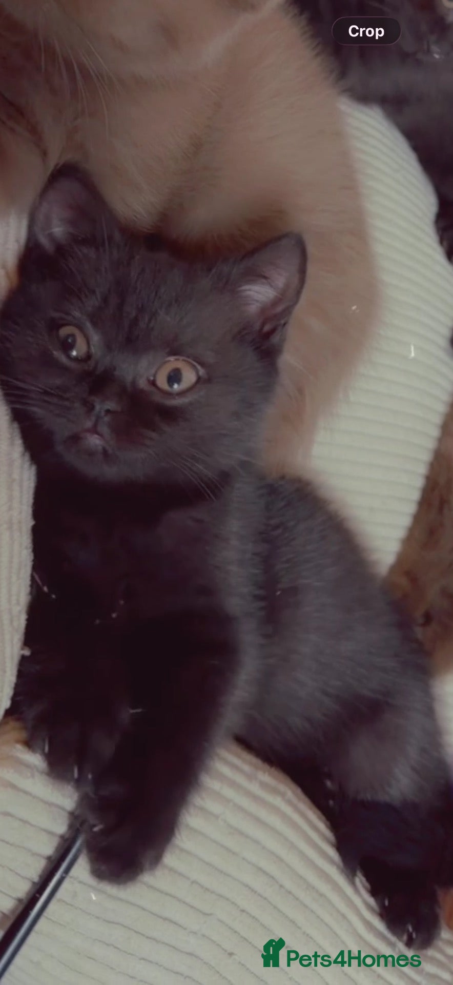 British Shorthair cats *REDUCED & ONLY 2 LEFT* British Shorthair Kittens  - Advert 2