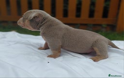 American Bully dogs for sale: REDUCED ABKC QUALITY MICROS - Image 10