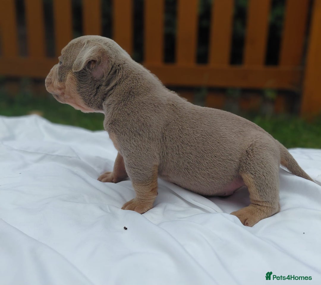 American Bully dogs for sale: REDUCED ABKC QUALITY MICROS - Image 10