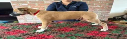 Mixed Breed dogs for sale: Lurcher Pups - Advert 5