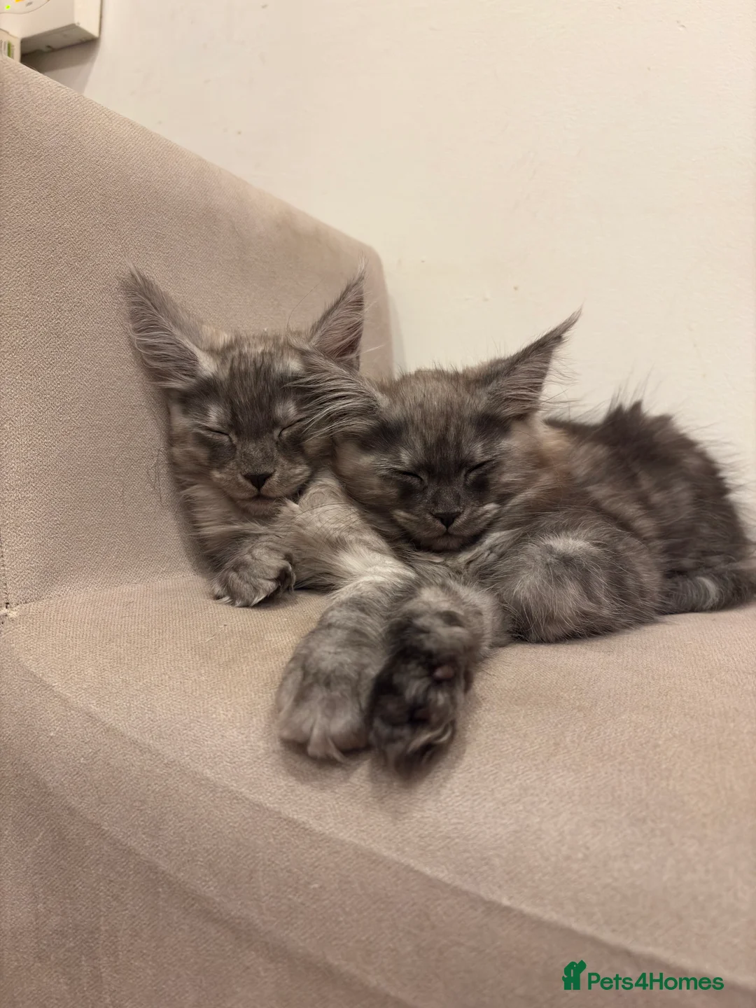 Maine Coon cats for sale: Maine Coon Kittens  - Advert 16