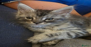 Maine Coon cats - Advert 14