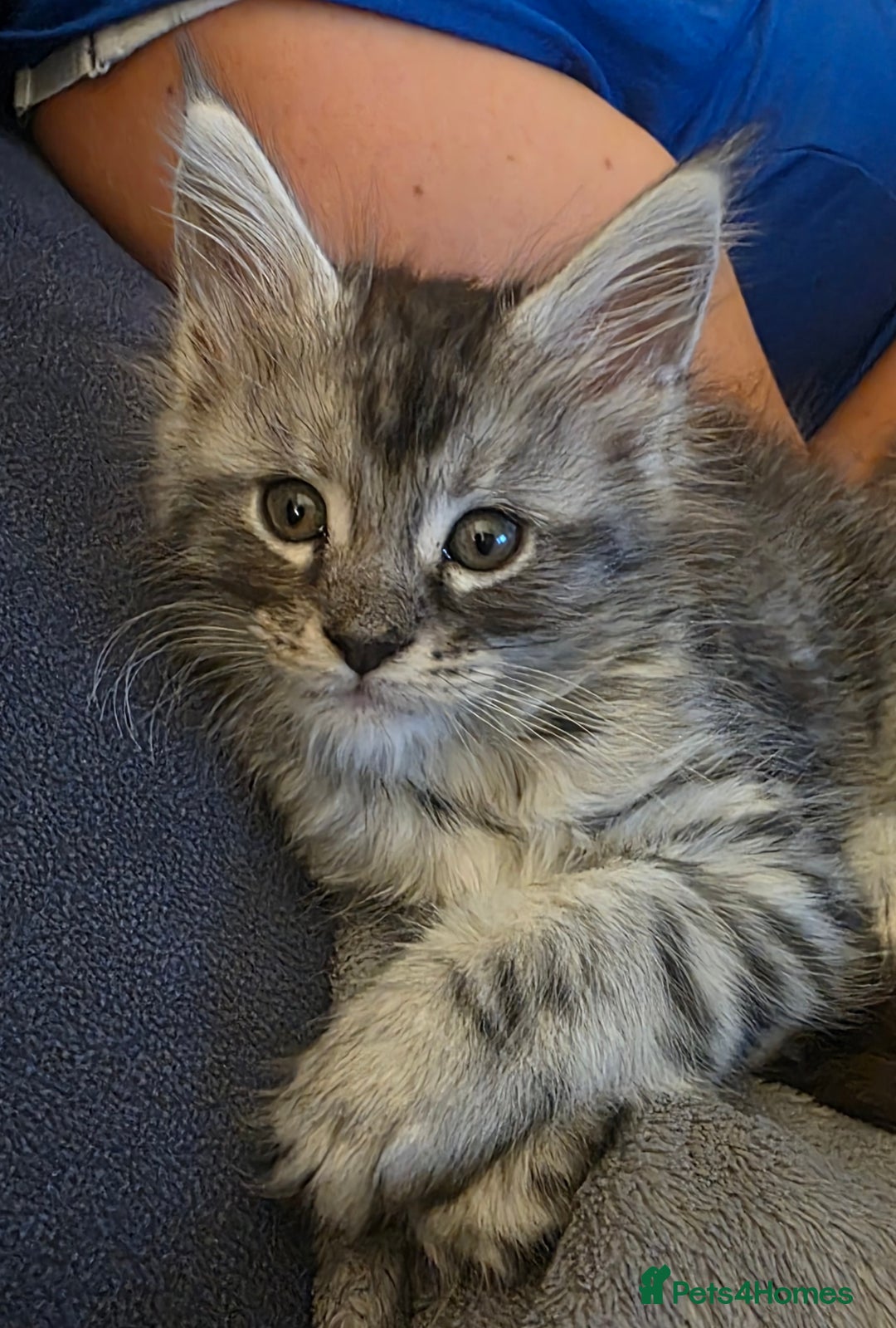Maine Coon cats for sale: Xl Maine coon kittens  - Image 2