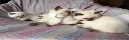 Ragdoll cats for sale: Ragdoll kittens looking for their forever home 💗 - Advert 4