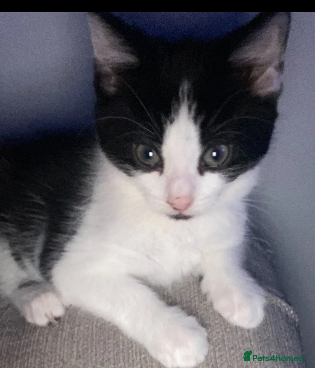 Mixed Breed cats for sale: Two gorgeous playful boys  - Advert 2