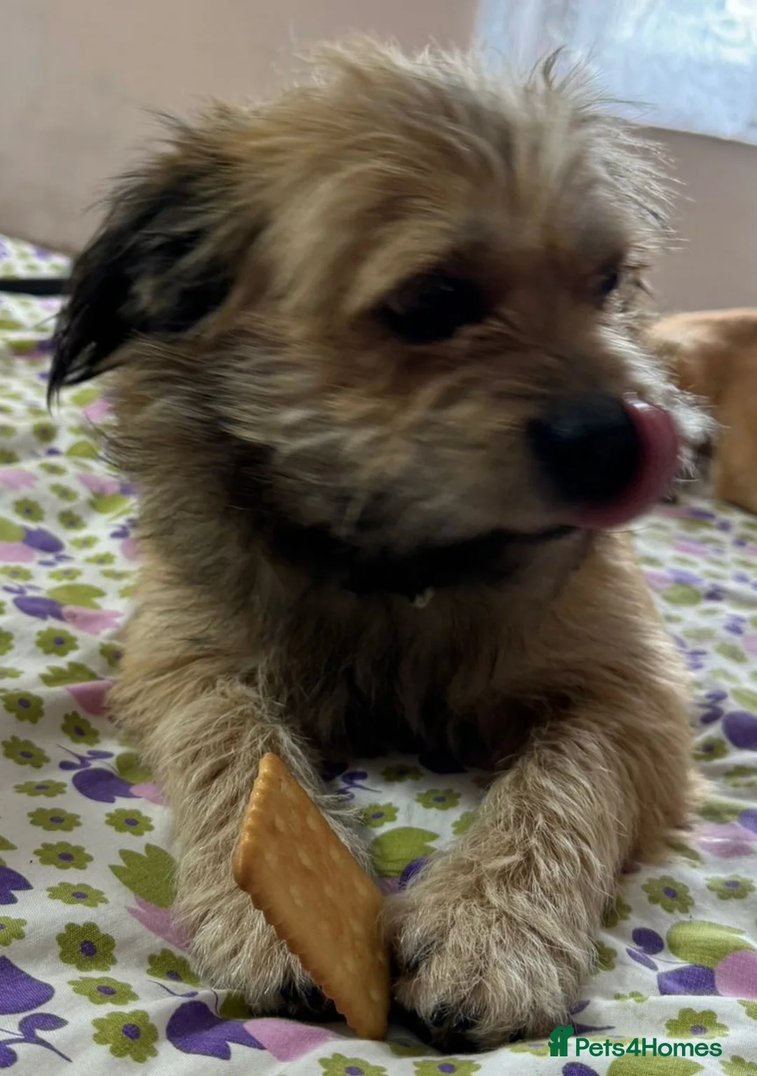 Mixed Breed dogs for adoption: 🐾 Meet COOKIE -  Your Little Ray of Sunshine ☀️💛 - Advert 10