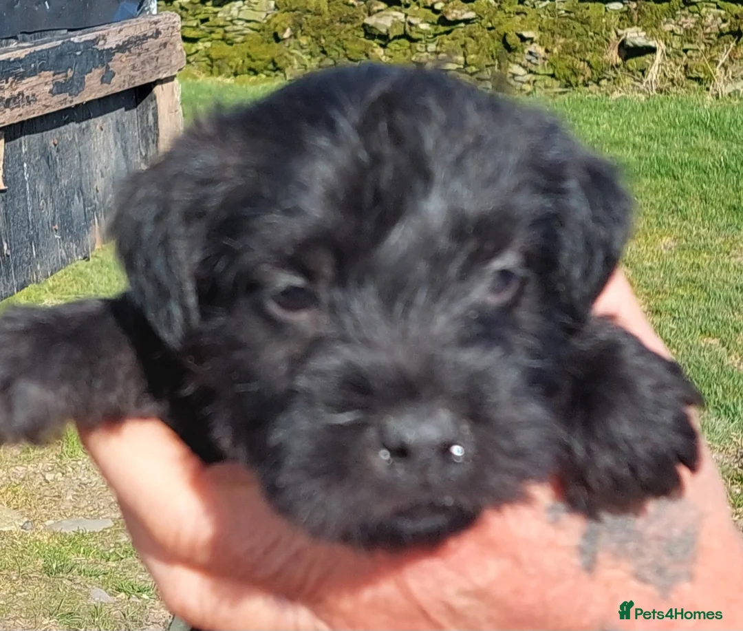 Patterdale Terrier dogs for sale: Gorgeous Patterdales  for sale - Advert 2