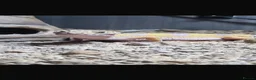 Leopard Gecko reptiles for sale: Leopard gecko  in Bishop Auckland - Advert 3