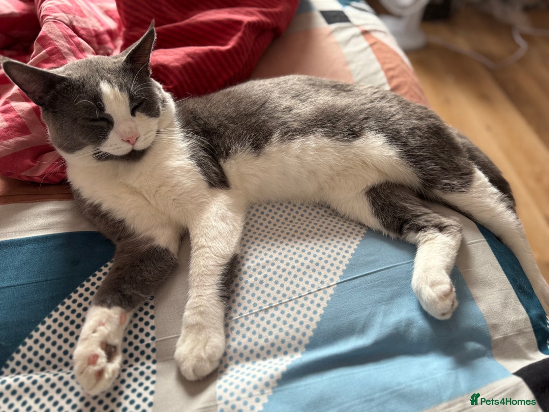 British Shorthair cats for sale: British Short Hair for sale - Image 1