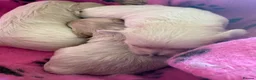 Maltipoo dogs for sale: Beautiful F1 Tiny  Maltipoo Puppies  ❤️  - Advert 10