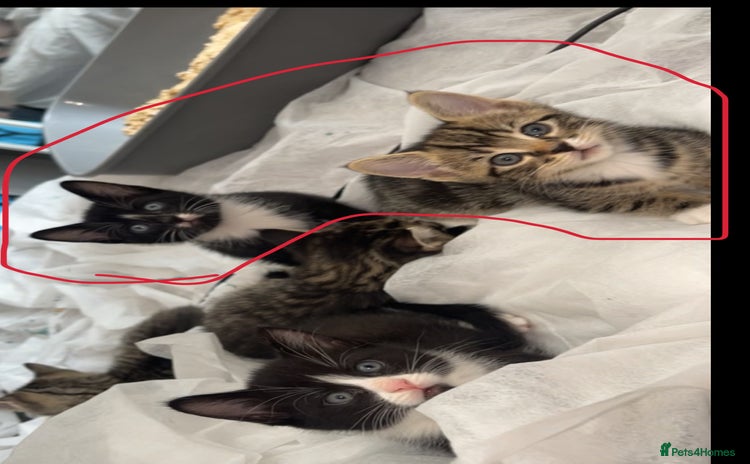 Mixed Breed cats - Advert 2