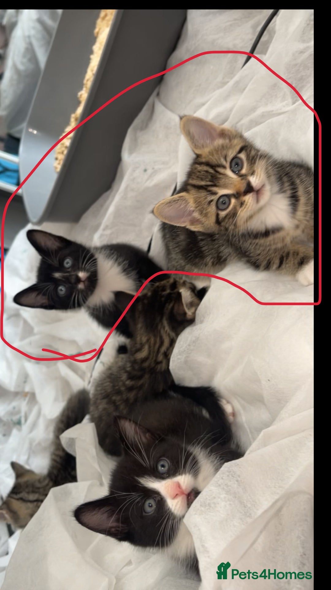 Mixed Breed cats for sale: 2 beautiful kittens left mixed breed - Image 1