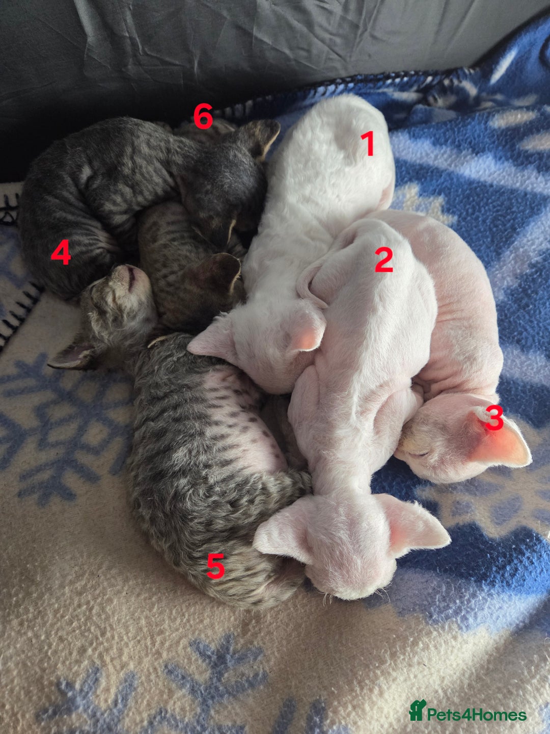 Devon Rex cats for sale: ✨ Beautiful Devon Rex Kittens – GCCF Registered ✨ - Advert 7