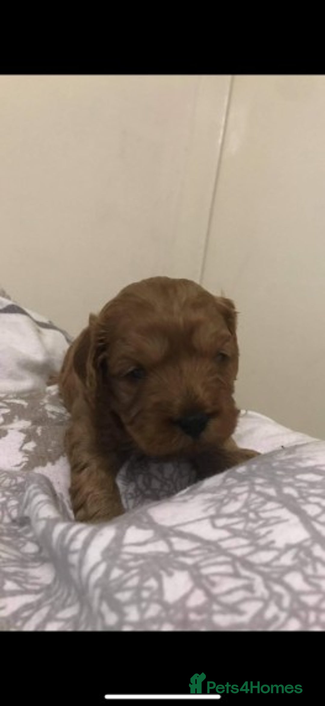 Cavapoo dogs for stud: Extensively Health Tested Deep Red Tiny Toy Poodle in Mansfield - Image 25