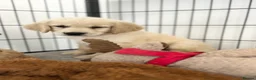 Golden Retriever dogs for sale: Stunning golden retrievers  - Advert 9