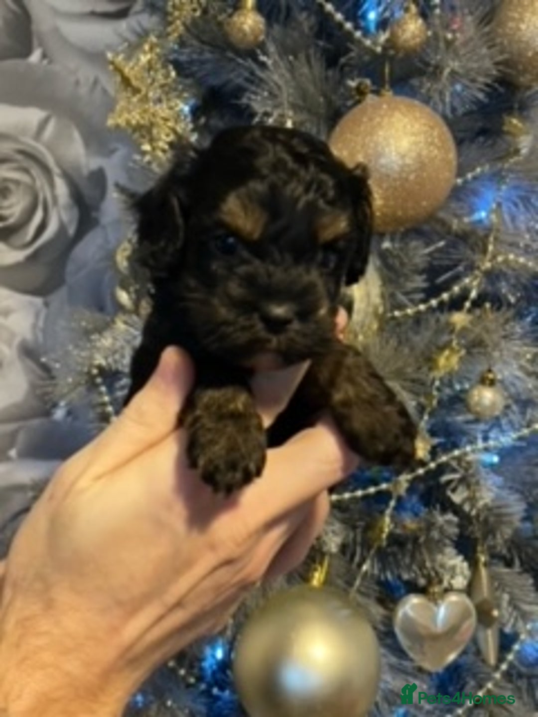 Cavapoo dogs for sale: F1 Cavapoo puppies 1 male 2 females - Advert 3