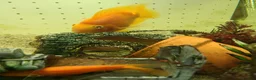 Cichlids fish for sale: Angel and red Parrott fish in Rotherham - Advert 5