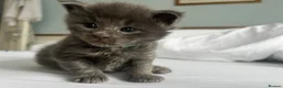 Maine Coon cats for sale: Stunning TICA Russian Maine Coon 1 left! - Advert 18