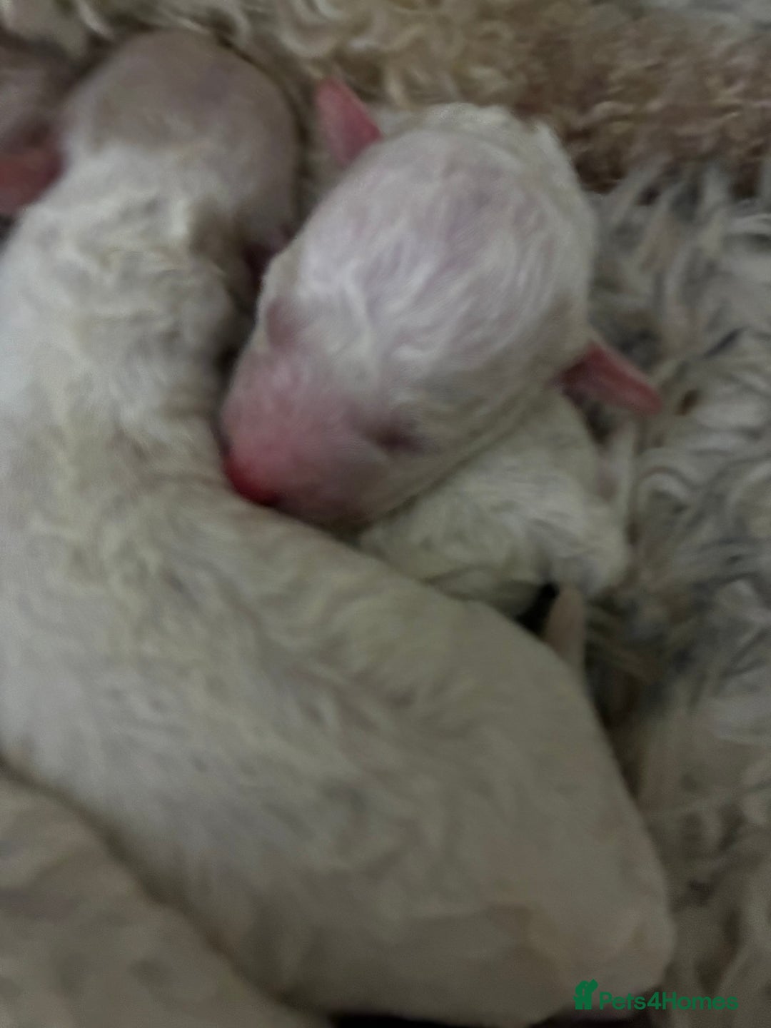 Mixed Breed dogs for sale: Stunning litter of Cavapoochon puppies - Advert 8