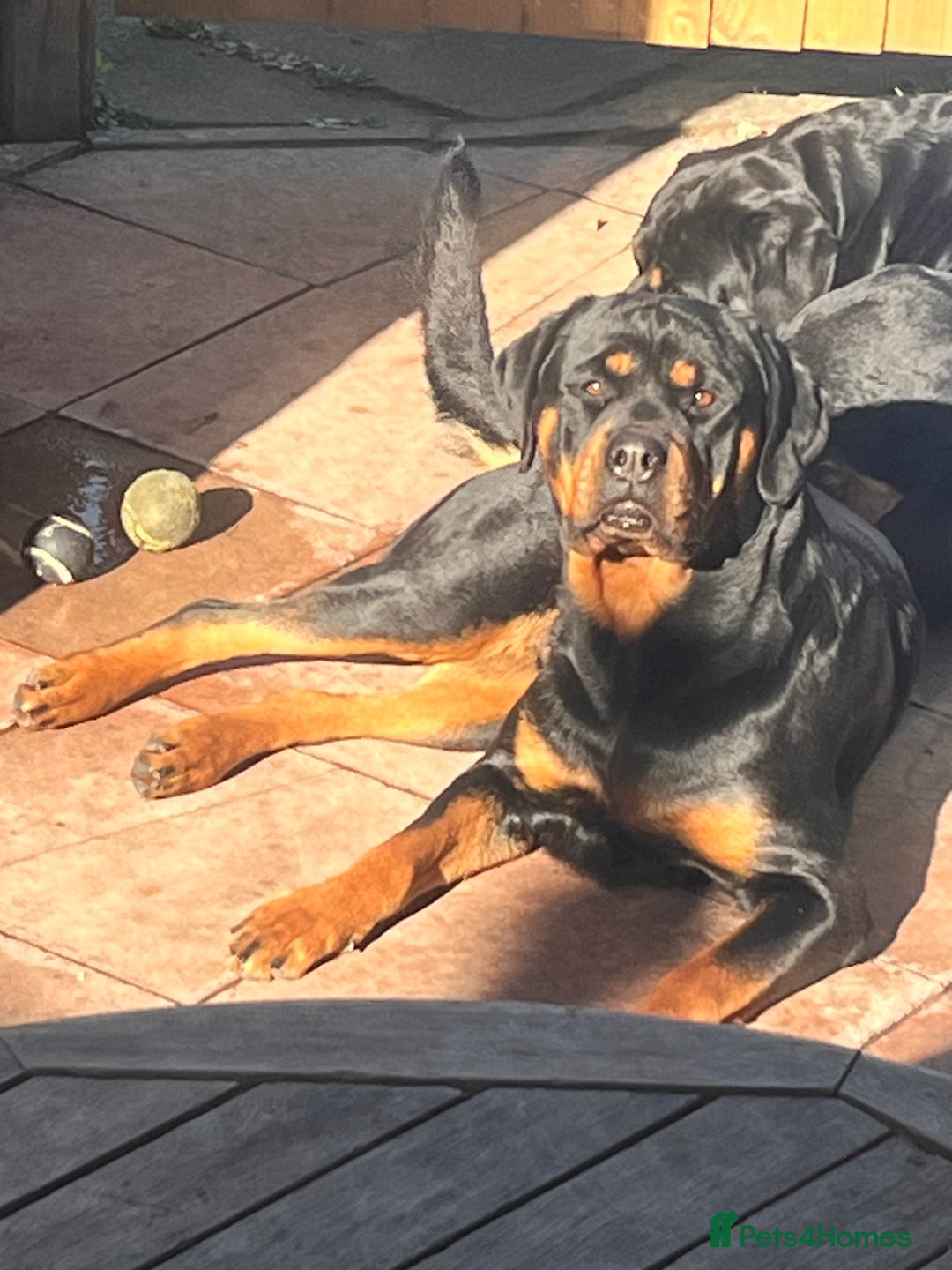 Mixed Breed dogs for sale: Rottie x golden retriever  - Advert 1
