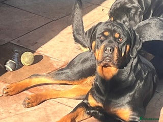 Mixed Breed dogs Rottie x golden retriever - Advert 5