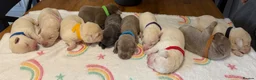 Labrador Retriever dogs for sale: Stunning Silver Charcoal Champagne Labrador pups - Advert 7
