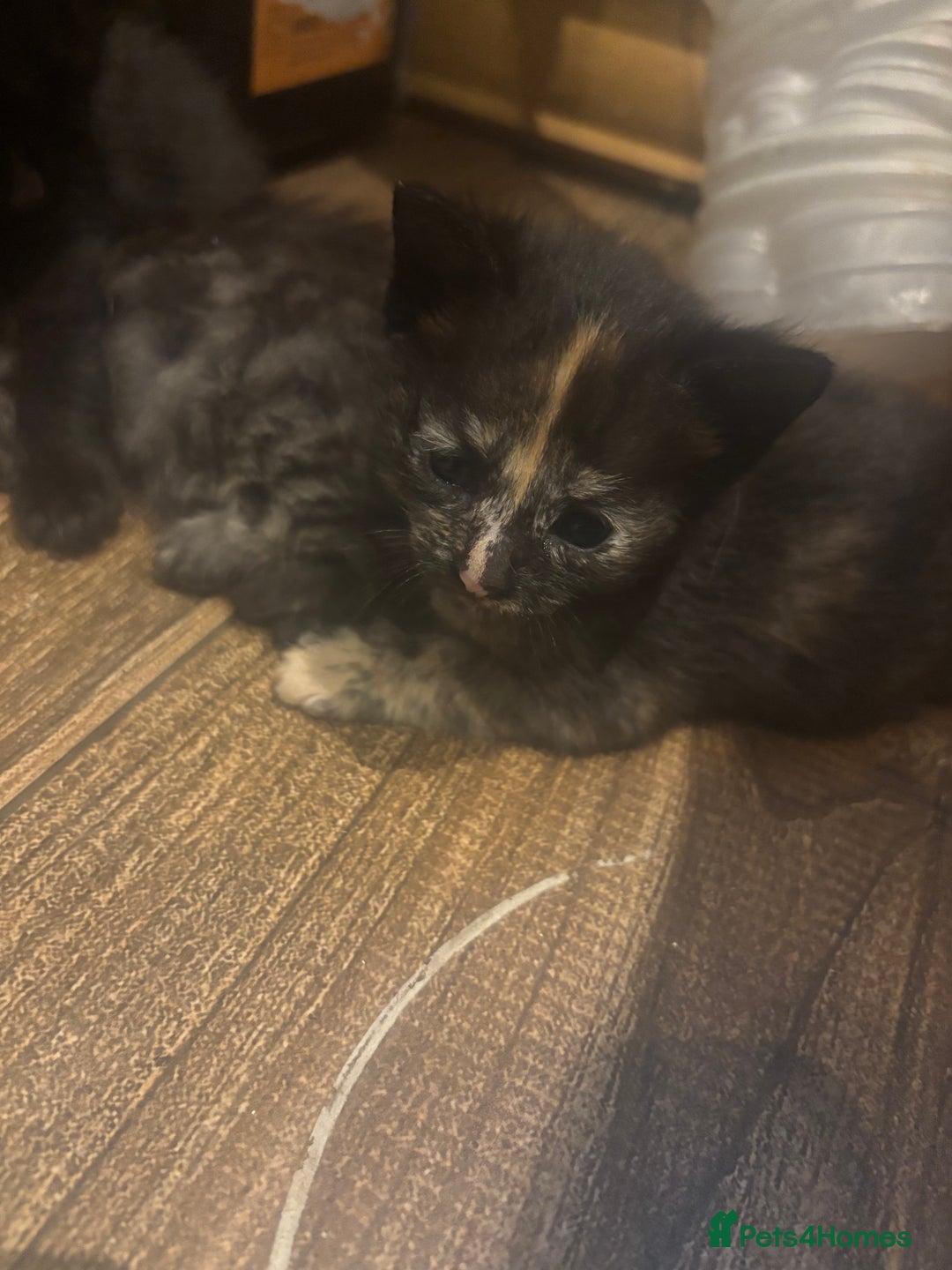 Mixed Breed cats for sale: Ragdoll mixbreed kittens for new home  - Image 8