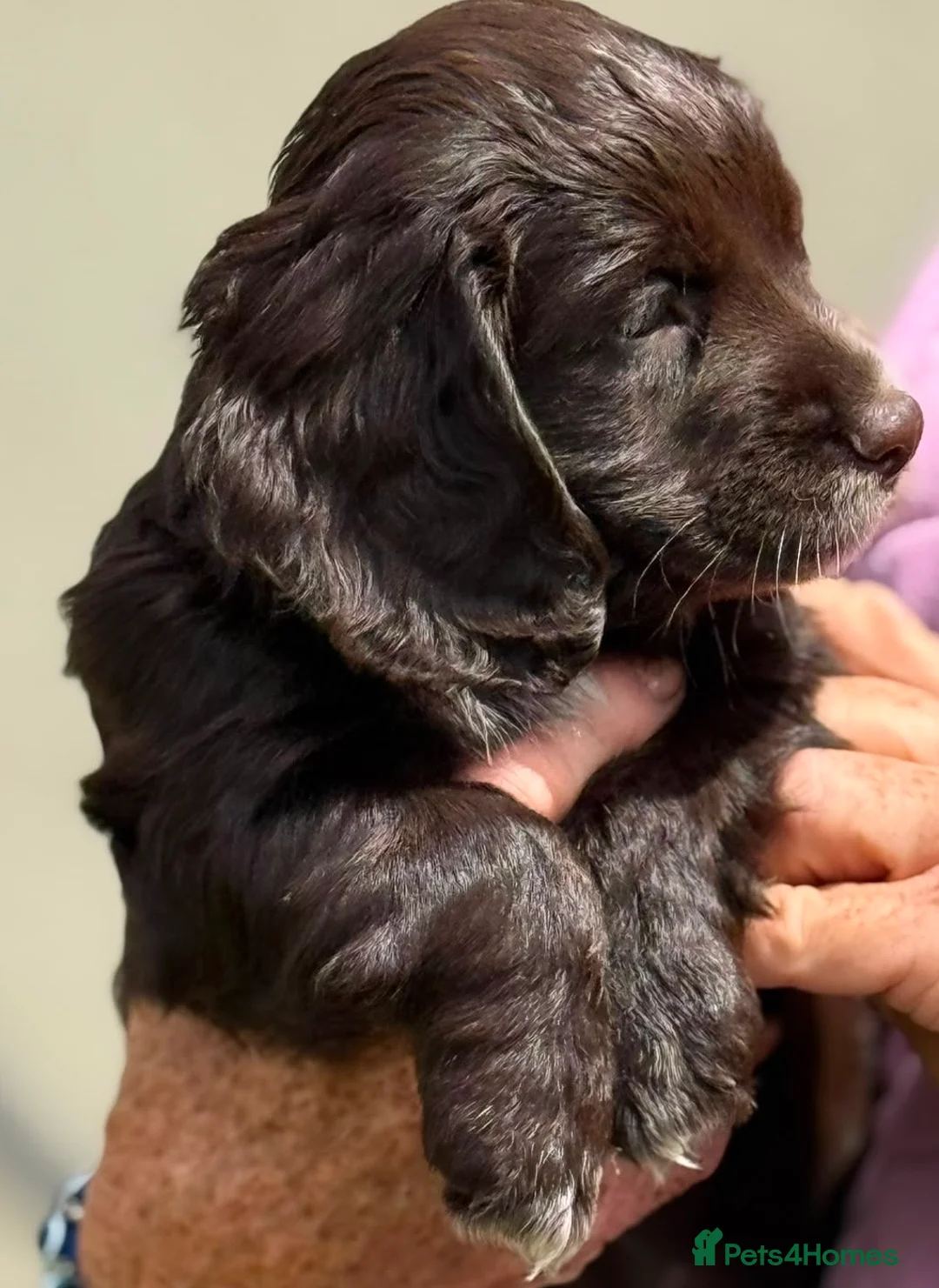 Cocker Spaniel dogs for sale: Exceptional Cocker spaniels  - Advert 2