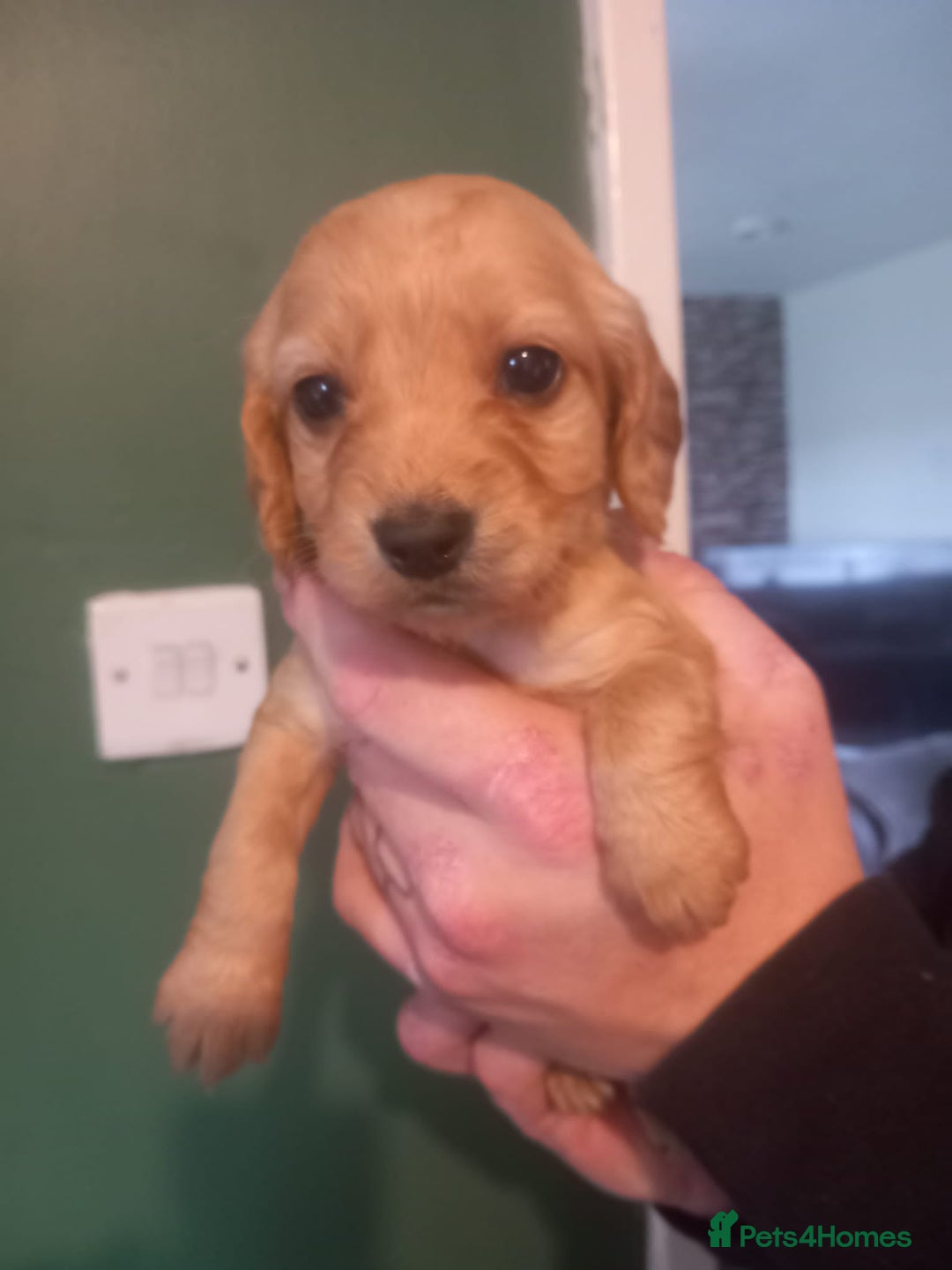 Cockapoo dogs for sale: Beautiful litter of 8 cockapoos one girl left - Advert 6