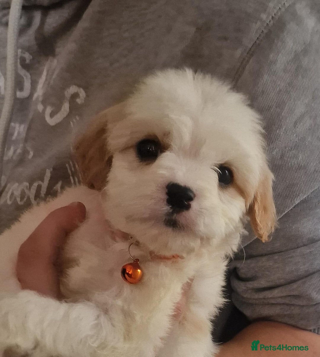 Cavapoo dogs for sale: Cavapoos  - Advert 4
