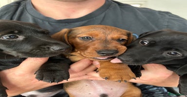 Miniature Dachshund dogs - Advert 15