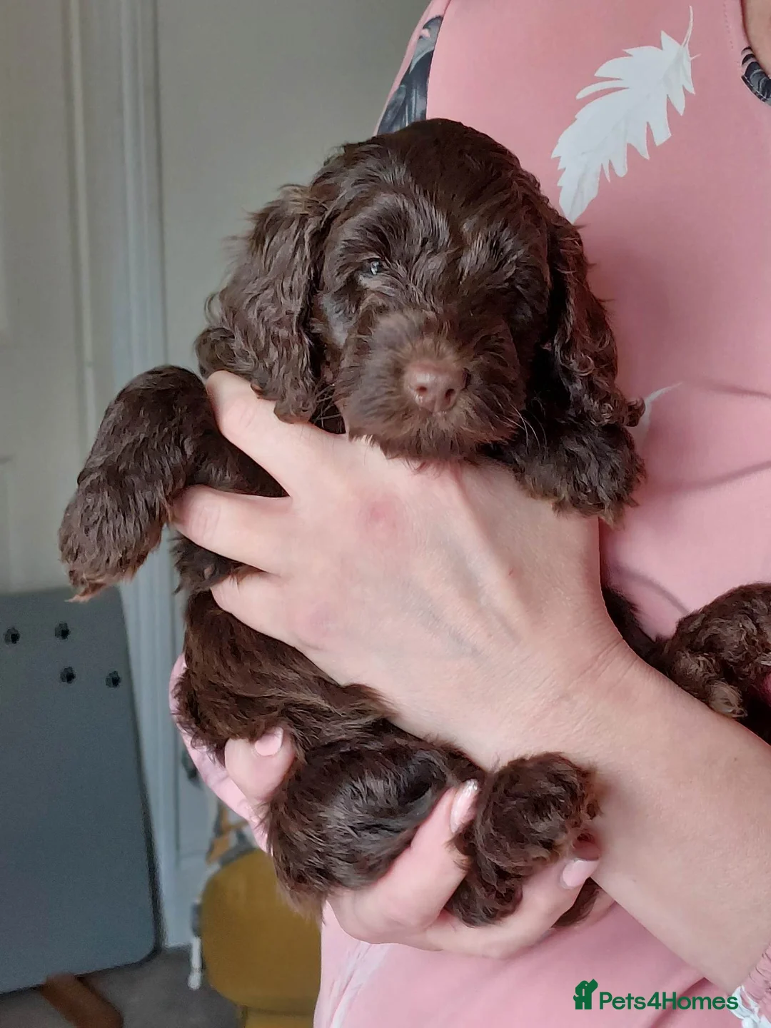 Cockapoo dogs for stud: DNA & BVA Heath Tested Chocolate Cockapoo STUD in Manchester - Advert 14