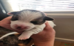 Jack Russell dogs for sale: Jack russell  - Image 2