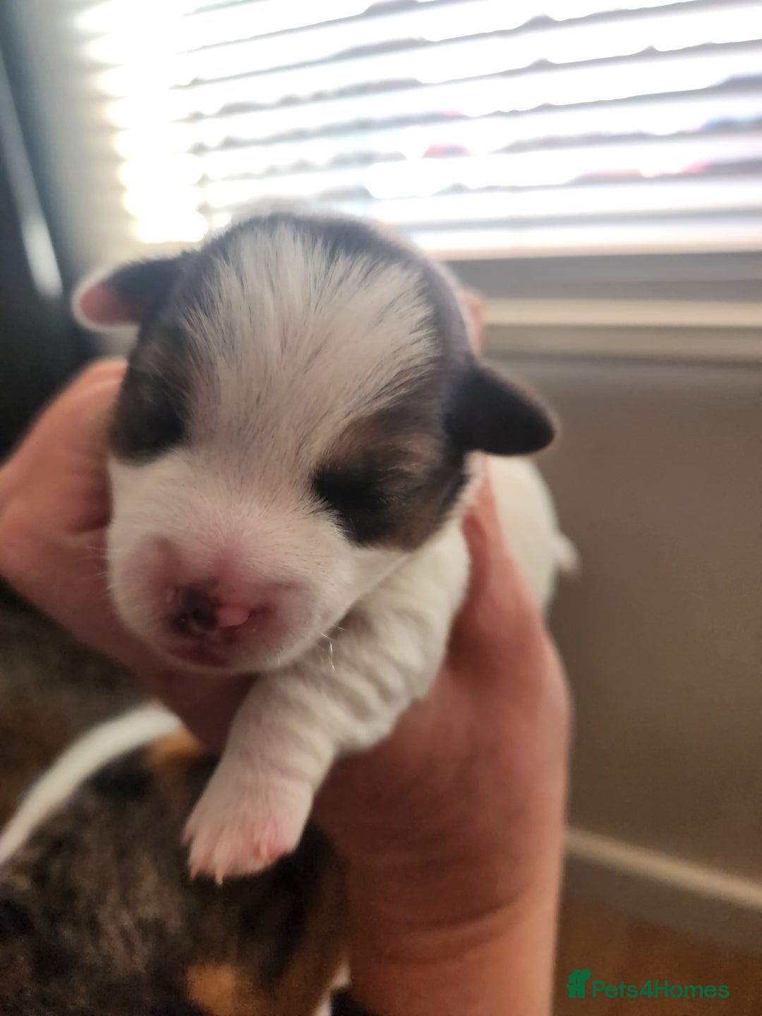 Jack Russell dogs for sale: Jack russell  - Image 2