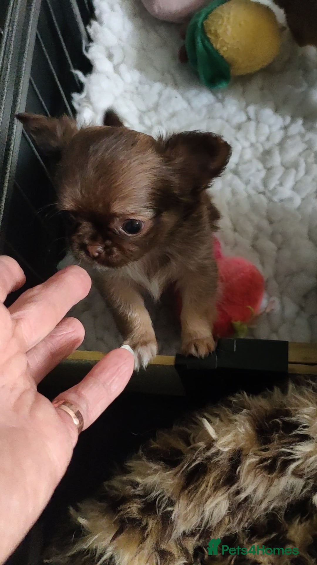 Chihuahua dogs for sale: Only one beautiful boy left,he's totally stunning  - Image 34