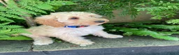 Cavapoochon dogs for sale: Gorgeous F1b Cavapoochon puppies - Advert 6